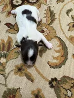 Alex, a male Havanese for sale in Vancouver, WA – Photo 8 of 8