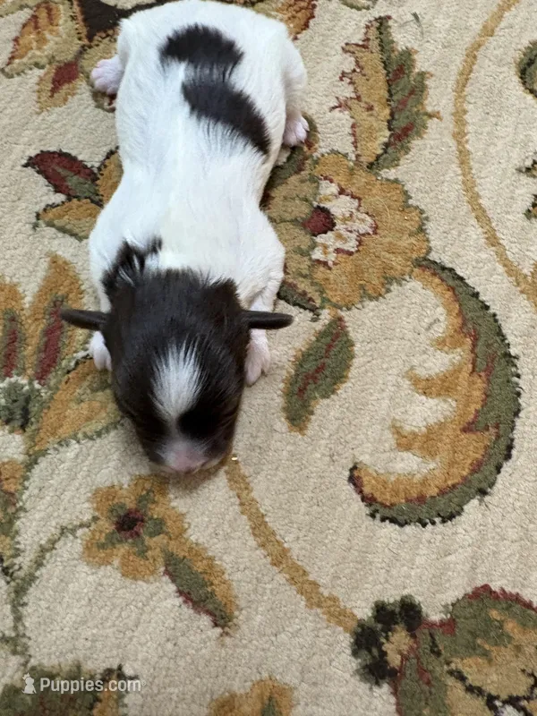 Alex – Havanese puppy for sale in Vancouver, WA