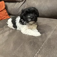 Anna, a female Havanese for sale in Vancouver, WA – Photo 1 of 10