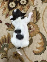 Alex, a male Havanese for sale in Vancouver, WA – Photo 5 of 8