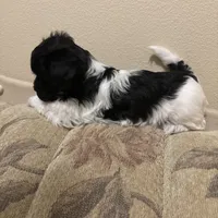 Anna, a female Havanese for sale in Vancouver, WA – Photo 9 of 10