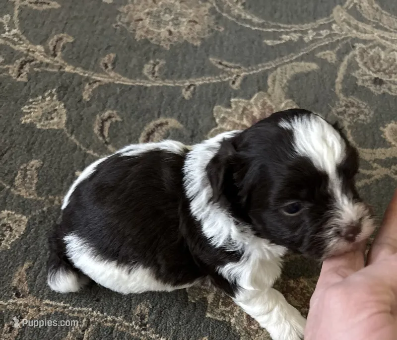 Alex – Havanese puppy for sale in Vancouver, WA
