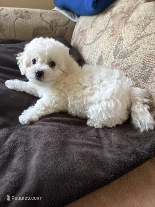 Dan – Bichon Frise puppy for sale in Vancouver, WA