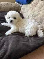 Dan, a male Bichon Frise for sale in Vancouver, WA – 1 of 5