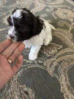 Jason, a male Havanese for sale in Vancouver, WA – 2 of 7