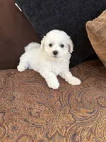 Alie, a female Bichon Frise for sale in Vancouver, WA – 2 of 4
