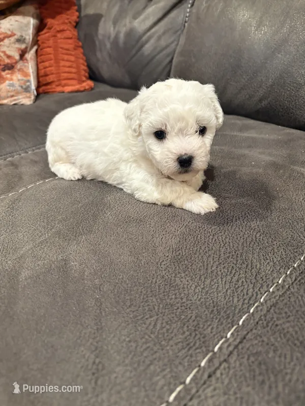Dan – Bichon Frise puppy for sale in Vancouver, WA