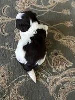 Alex, a male Havanese for sale in Vancouver, WA – 7 of 9