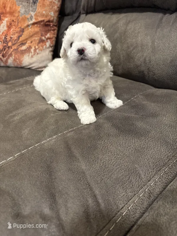 Julie  – Bichon Frise puppy for sale in Vancouver, WA
