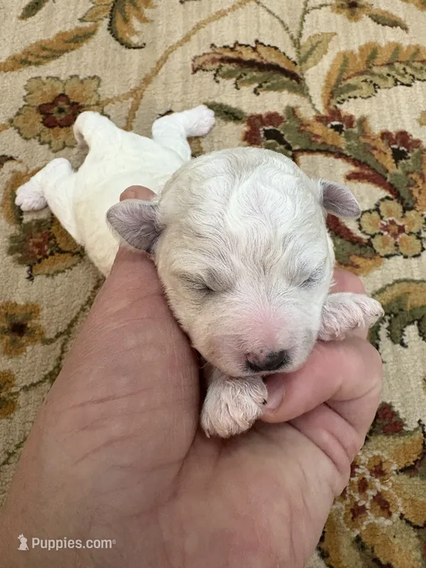 Jacob – Bichon Frise puppy for sale in Vancouver, WA