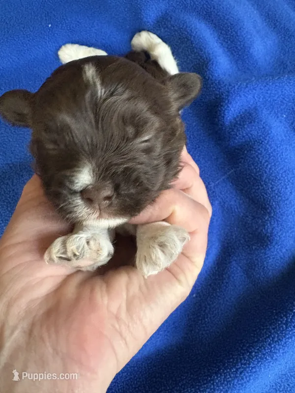 Alli  – Havanese puppy for sale in Vancouver, WA