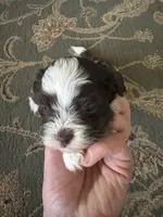 Tyson , a male Havanese for sale in Vancouver, WA – 4 of 9