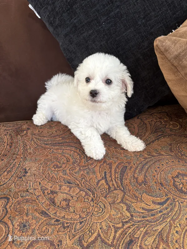 Lily – Bichon Frise puppy for sale in Vancouver, WA