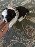 Tyson , a male Havanese for sale in Vancouver, WA – 7 of 9