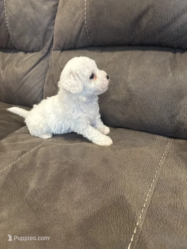Danny  – Bichon Frise puppy for sale in Vancouver, WA