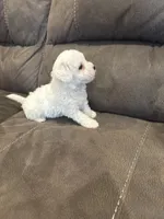 Danny , a male Bichon Frise for sale in Vancouver, WA – 1 of 1