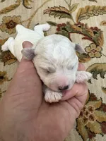 Dan, a male Bichon Frise for sale in Vancouver, WA – 2 of 2