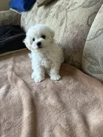 Sweety, a male Bichon Frise for sale in Vancouver, WA – 2 of 6