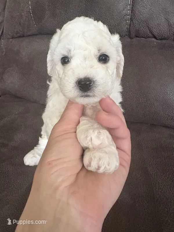 Danny  – Bichon Frise puppy for sale in Vancouver, WA