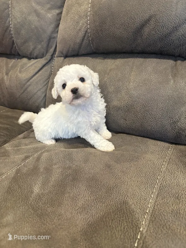 Sweety – Bichon Frise puppy for sale in Vancouver, WA
