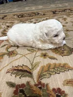 Julie , a female Bichon Frise for sale in Vancouver, WA – 1 of 7