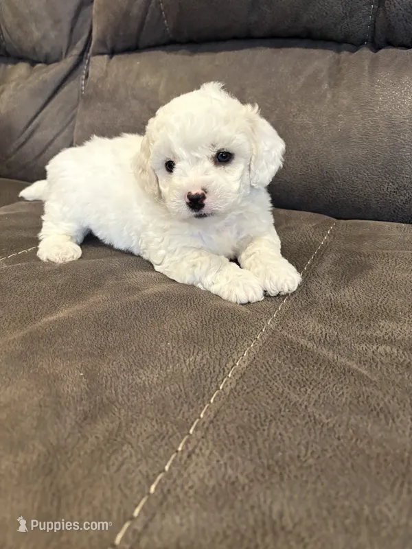 Danny  – Bichon Frise puppy for sale in Vancouver, WA