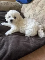 Dan, a male Bichon Frise for sale in Vancouver, WA – 4 of 5
