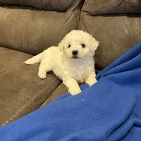 Dan, a male Bichon Frise for sale in Vancouver, WA – Photo 6 of 8