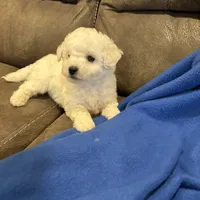 Dan, a male Bichon Frise for sale in Vancouver, WA – Photo 2 of 8