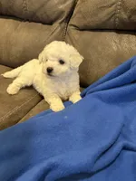 Dan, a male Bichon Frise for sale in Vancouver, WA – Photo 2 of 8