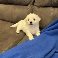 Dan, a male Bichon Frise for sale in Vancouver, WA – Photo 4 of 8