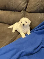 Dan, a male Bichon Frise for sale in Vancouver, WA – Photo 4 of 8