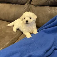 Dan, a male Bichon Frise for sale in Vancouver, WA – Photo 1 of 8