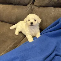 Dan, a male Bichon Frise for sale in Vancouver, WA – Photo 5 of 8