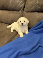 Dan, a male Bichon Frise for sale in Vancouver, WA – Photo 5 of 8