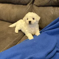 Dan, a male Bichon Frise for sale in Vancouver, WA – Photo 3 of 8