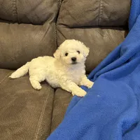 Dan, a male Bichon Frise for sale in Vancouver, WA – Photo 8 of 8