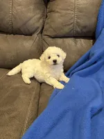 Dan, a male Bichon Frise for sale in Vancouver, WA – Photo 8 of 8