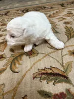 Julie , a female Bichon Frise for sale in Vancouver, WA – 7 of 7