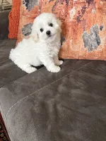 Daisy , a female Bichon Frise for sale in Vancouver, WA – 4 of 5