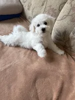 Lily, a female Bichon Frise for sale in Vancouver, WA – 5 of 10