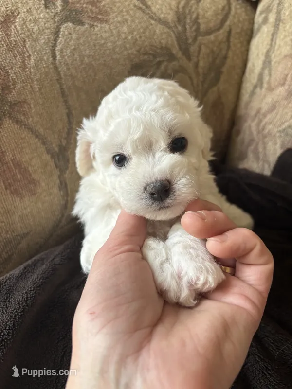 Daisy  – Bichon Frise puppy for sale in Vancouver, WA