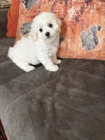 Daisy , a female Bichon Frise for sale in Vancouver, WA – 5 of 5