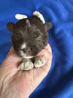 Alli , a female Havanese for sale in Vancouver, WA – 2 of 7
