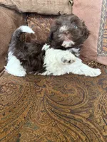 Alli , a female Havanese for sale in Vancouver, WA – 3 of 8