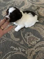 Alex, a male Havanese for sale in Vancouver, WA – 9 of 9