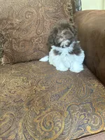 Alex, a male Havanese for sale in Vancouver, WA – 2 of 8