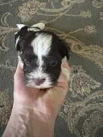 Alex, a male Havanese for sale in Vancouver, WA – 5 of 9