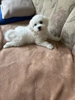 Lily, a female Bichon Frise for sale in Vancouver, WA – 7 of 10