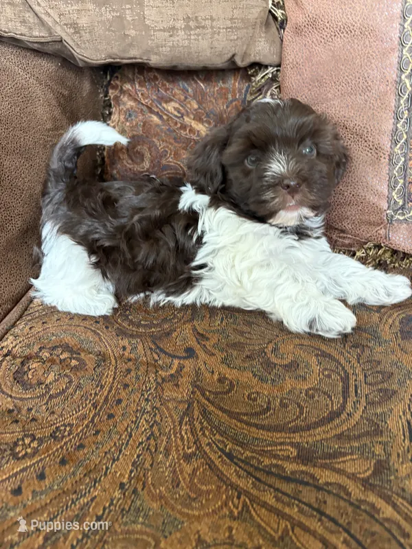 Alli  – Havanese puppy for sale in Vancouver, WA